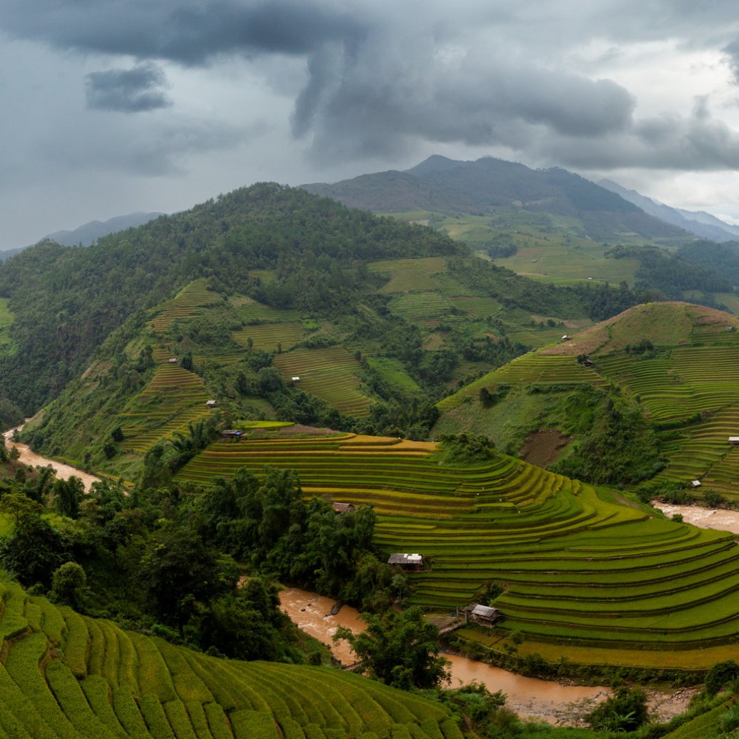 Rice fields at Northwest Vietnam